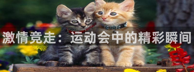 米兰体育网页版登录：激情竞走：运动会中的精彩瞬间
